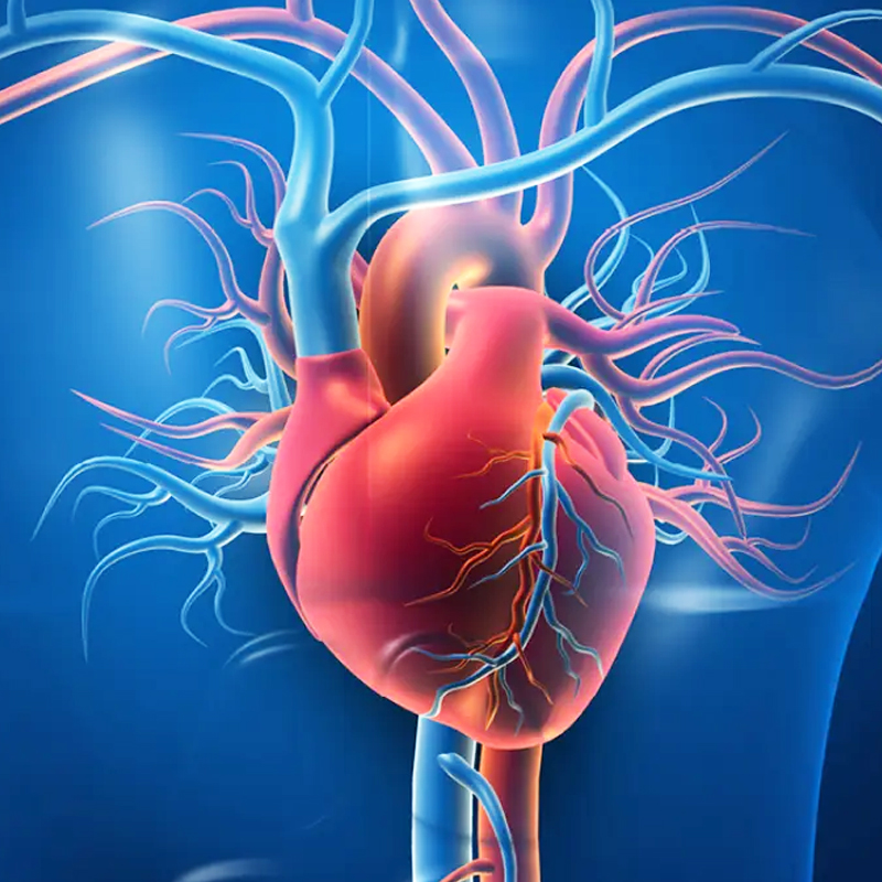 Vascular Surgery Excellence